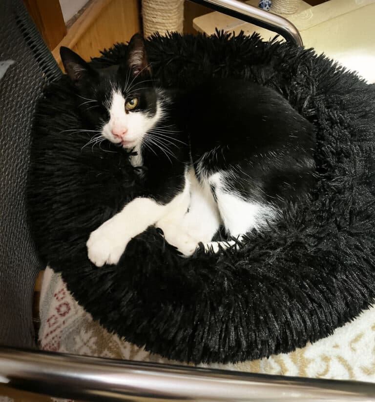 Österreichischer Tierschutzverein-Spendenkampagne: Fundkater Captain Hook