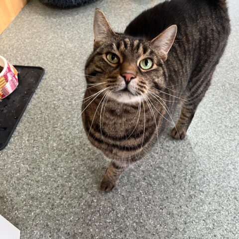 Österreichischer Tierschutzverein-Tiervermittlung: Glücks-Duo Kissi und Felix