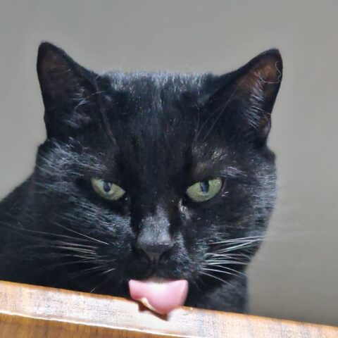 Österreichischer Tierschutzverein-Tiervermittlung: Glücks-Duo Kissi und Felix