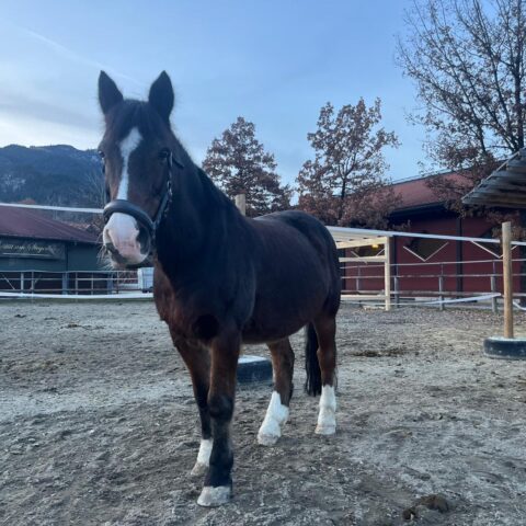 Österreichischer Tierschutzverein-Tiervermittlung-Küsser König Brownie