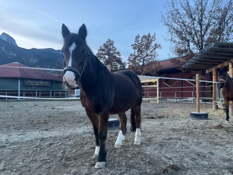 Österreichischer Tierschutzverein-Tiervermittlung-Küsser König Brownie