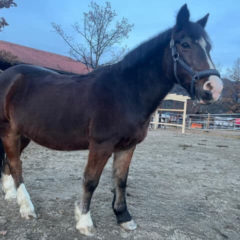 Österreichischer Tierschutzverein-Tiervermittlung-Küsser König Brownie