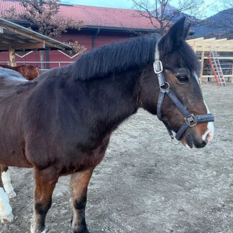 Österreichischer Tierschutzverein-Tiervermittlung-Küsser König Brownie