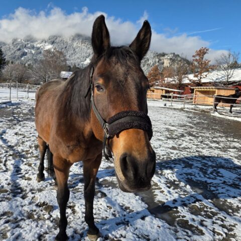 Österreichischer Tierschutzverein-Tiervermittlung: Der menschenbezogene Nashville