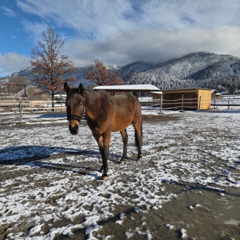Österreichischer Tierschutzverein-Tiervermittlung: Der menschenbezogene Nashville
