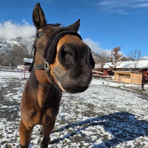 Österreichischer Tierschutzverein-Tiervermittlung: Der menschenbezogene Nashville