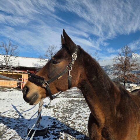 Österreichischer Tierschutzverein-Tiervermittlung: Der menschenbezogene Nashville