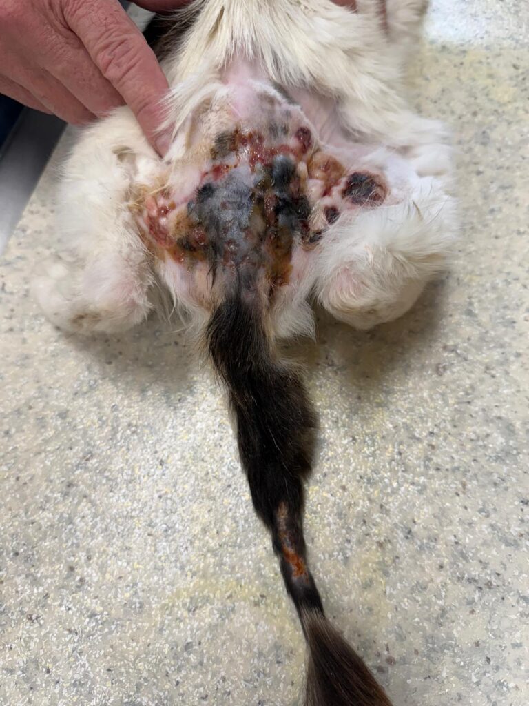 Österreichischer Tierschutzverein-Notfellchen Projekt: Schwer verletzt, ausgehungert und nur noch 1,2 Kilo schwer.