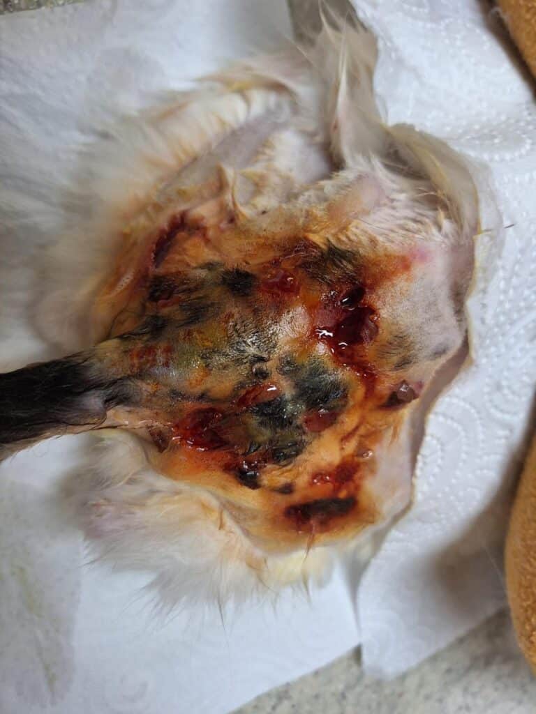 Österreichischer Tierschutzverein-Notfellchen Projekt: Schwer verletzt, ausgehungert und nur noch 1,2 Kilo schwer.