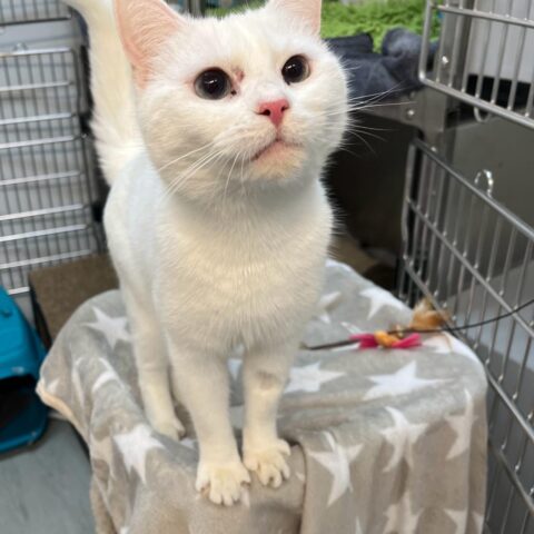 Österreichischer Tierschutzverein-Tiervermittlung: Die zarte Luna