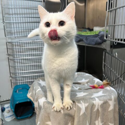 Österreichischer Tierschutzverein-Tiervermittlung: Die zarte Luna