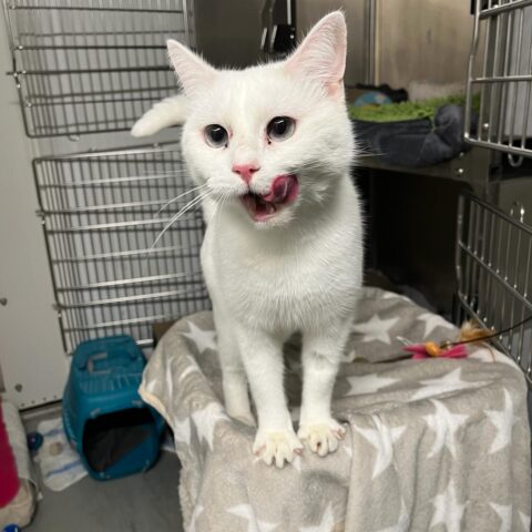 Österreichischer Tierschutzverein-Tiervermittlung: Die zarte Luna