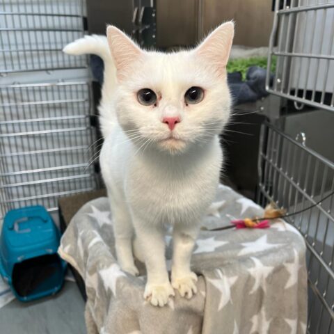 Österreichischer Tierschutzverein-Tiervermittlung: Die zarte Luna