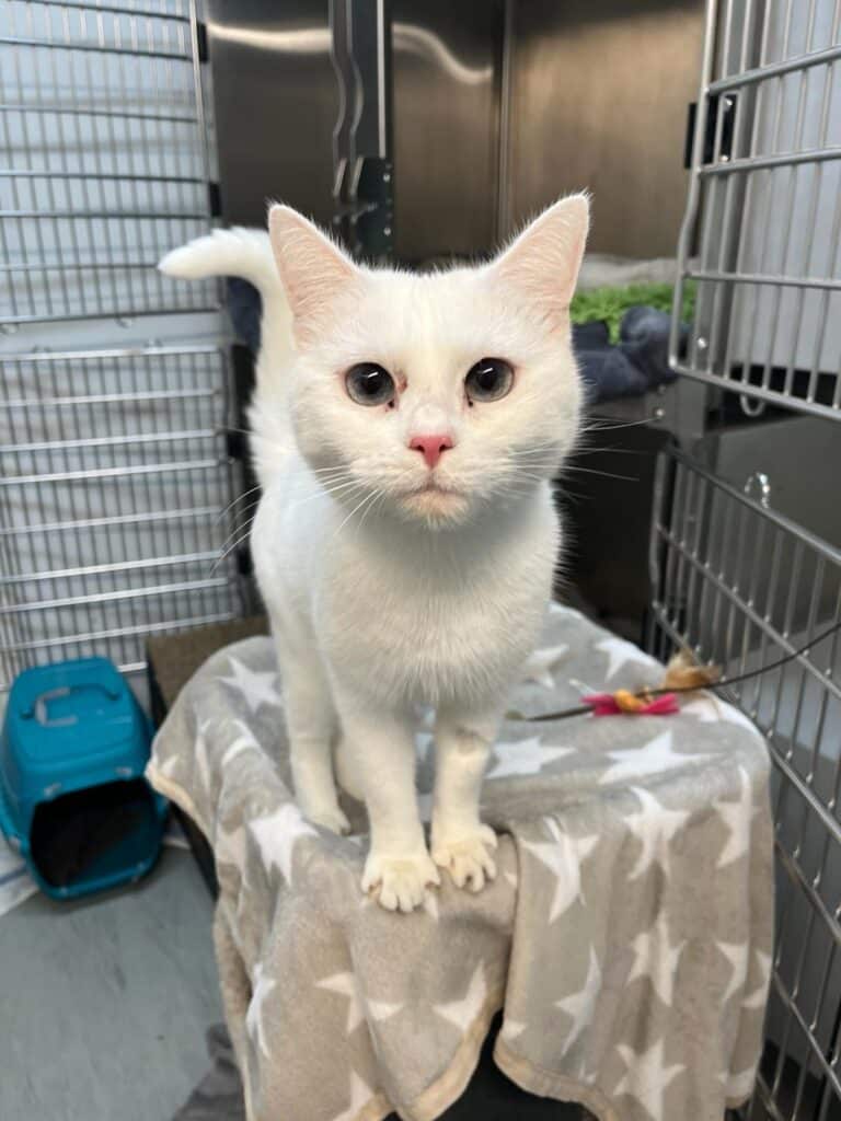 Österreichischer Tierschutzverein-Tiervermittlung: Die zarte Luna