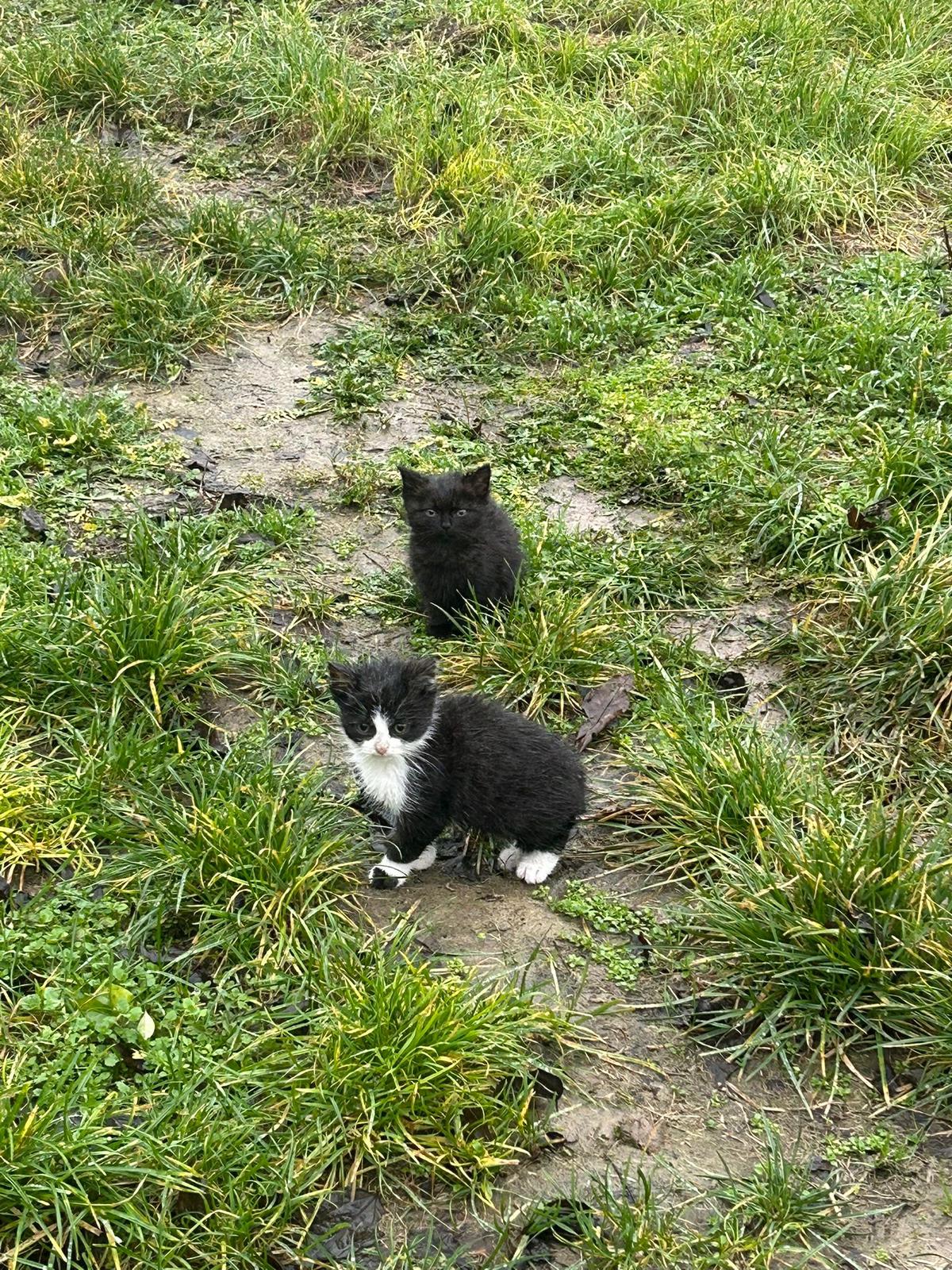 Österreichischer Tierschutzverein WhatsApp Bild 2025 12 08 um 13.09.36 c8a82026 1 Österreichischer Tierschutzverein