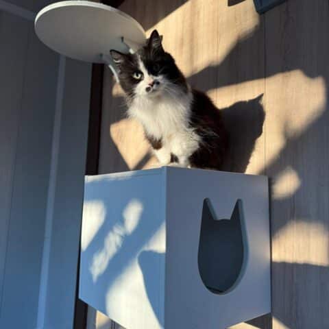 Österreichischer Tierschutzverein-Tiervermittlung: Schmusebacke Liesi