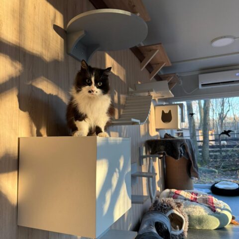 Österreichischer Tierschutzverein-Tiervermittlung: Schmusebacke Liesi