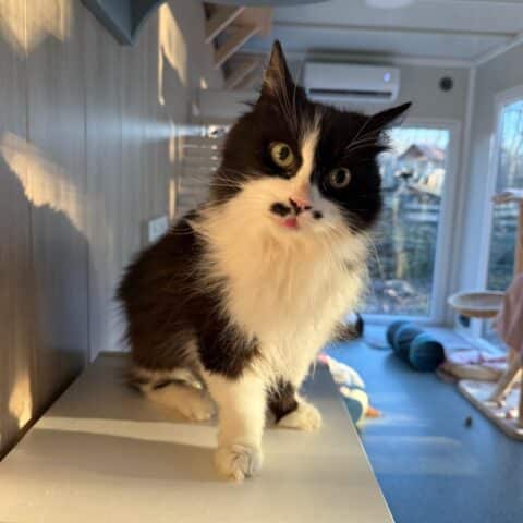 Österreichischer Tierschutzverein-Tiervermittlung: Schmusebacke Liesi