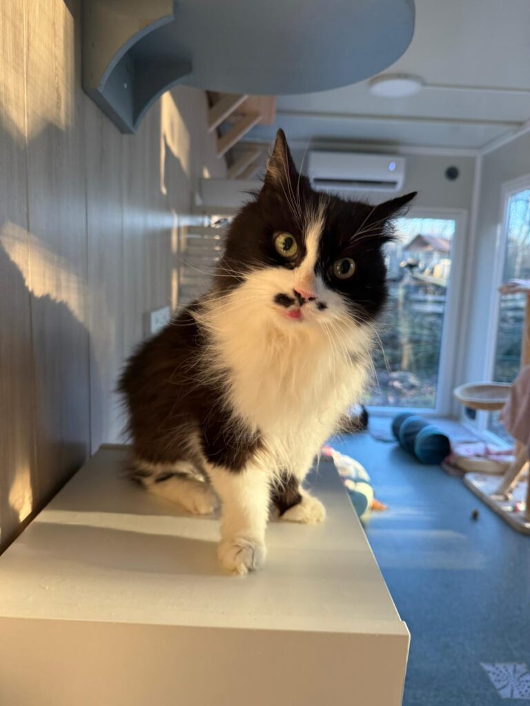 Österreichischer Tierschutzverein-Tiervermittlung: Schmusebacke Liesi