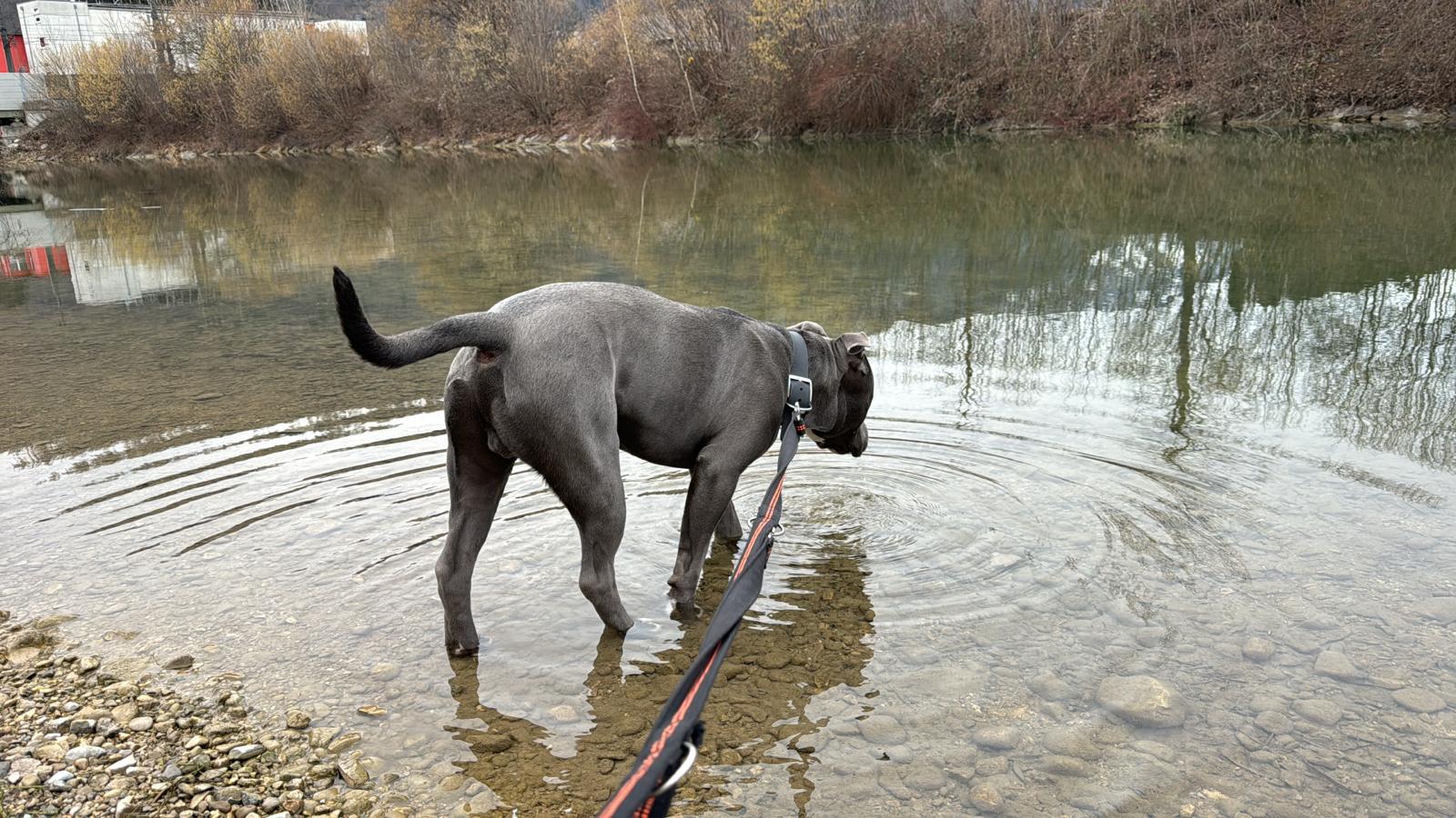 Österreichischer Tierschutzverein Österreichischer Tierschutzverein-Happy Ends: Tobi