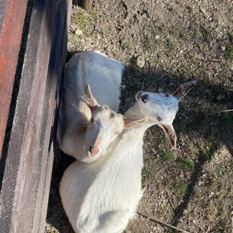 Österreichischer Tiervermittlung: Das herzige Zwillings-Duo-Hanni und Nanni