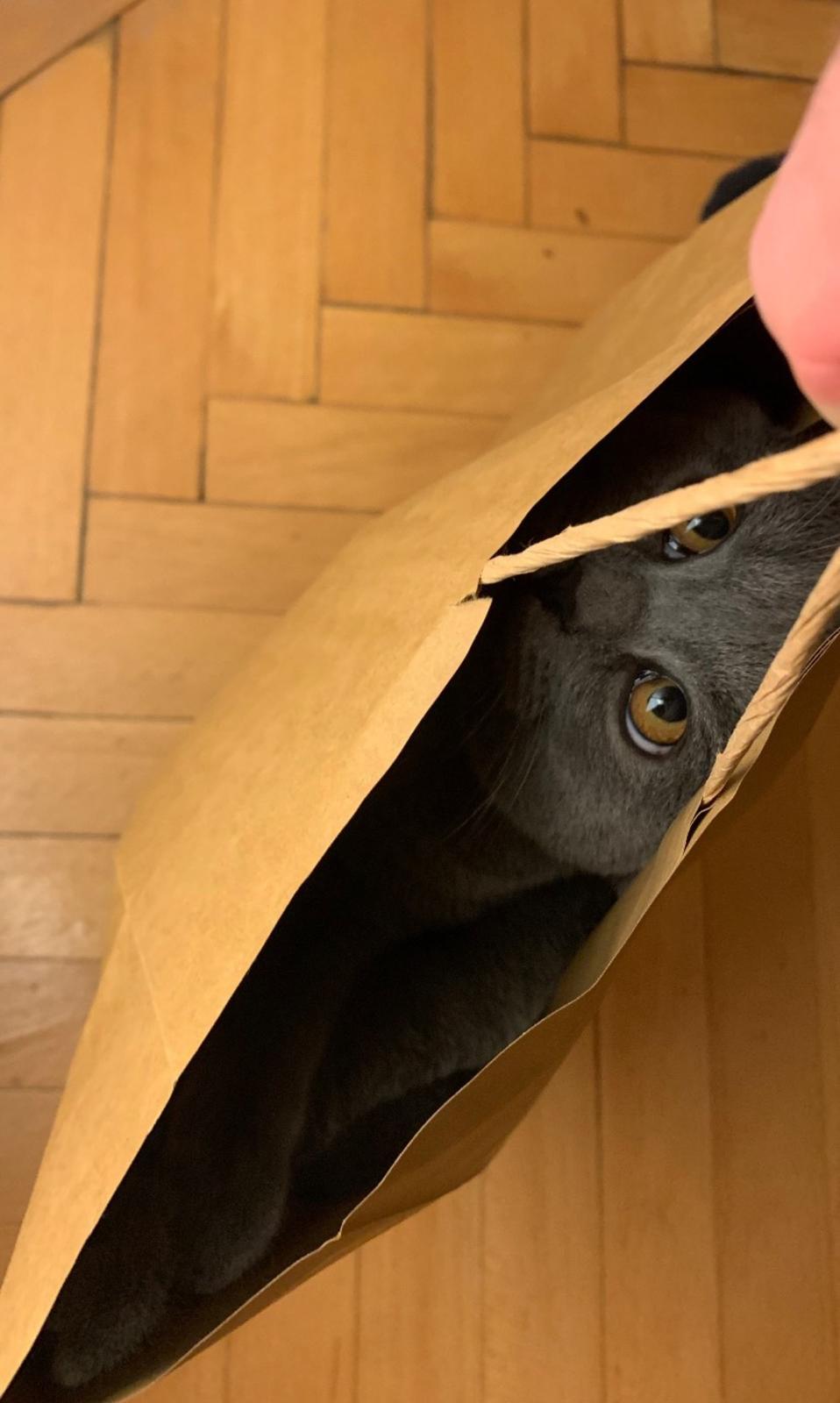 Österreichischer Tierschutzverein Österreichischer Tierschutzverein-Happy Ends: Merlin