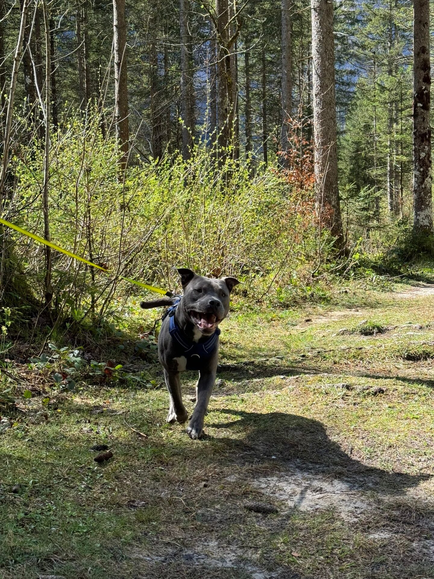 Österreichischer Tierschutzverein Österreichischer Tierschutzverein-Happy Ends: Tobi