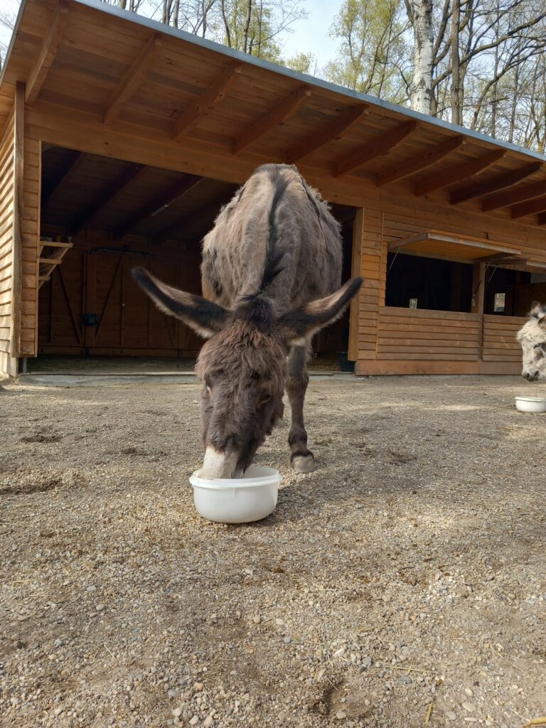 Österreichischer Tierschutzverein - Spendenkampagne: Hilfe für Eseldame Mary