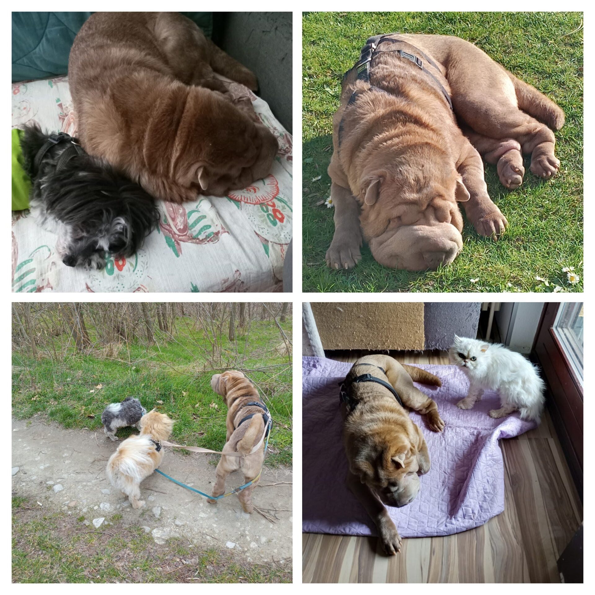 Österreichischer Tierschutzverein Österreichischer Tierschutzverein-Happy Ends: Emilio