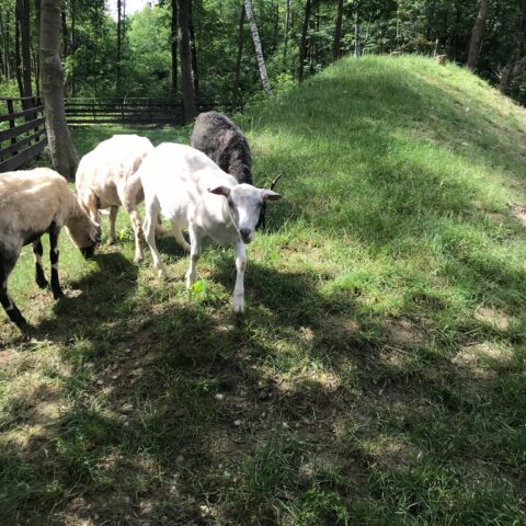 Österreichischer Tierschutzverein - Tiervermittlung: Die frech fröhlichen Ziegen-Jungs Ferdi und Seppi