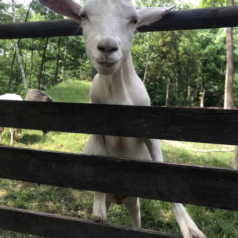 Österreichischer Tierschutzverein - Tiervermittlung: Die frech fröhlichen Ziegen-Jungs Ferdi und Seppi