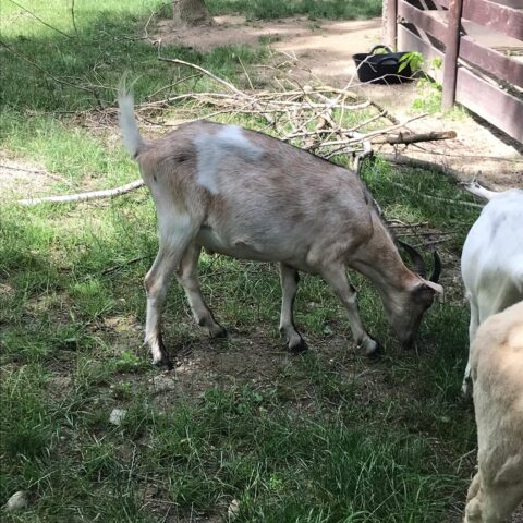 Österreichischer Tierschutzverein - Tiervermittlung: Die frech fröhlichen Ziegen-Jungs Ferdi und Seppi