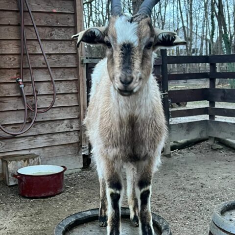 Österreichischer Tierschutzverein - Tiervermittlung: Die frech fröhlichen Ziegen-Jungs Ferdi und Seppi