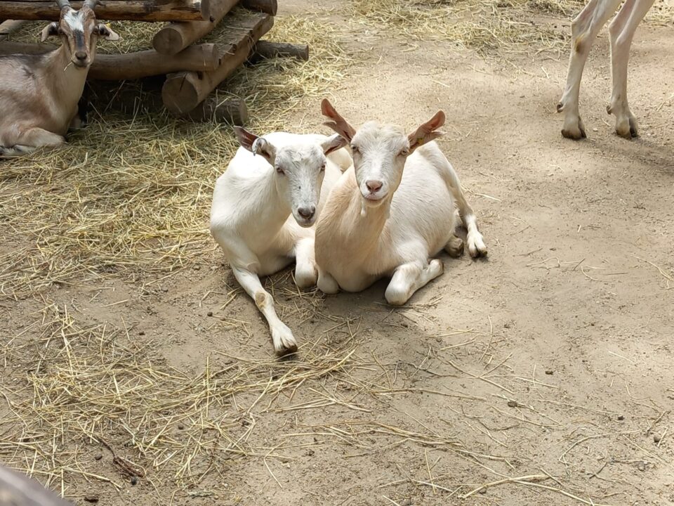 Tiervermittlung: Das herzige Zwillings-Duo-Hanni und Nanni