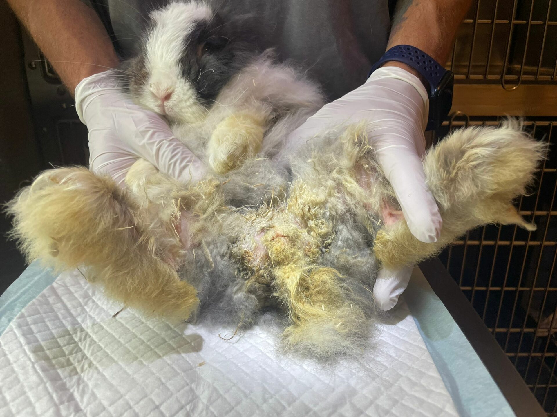 Österreichischer Tierschutzverein - Spendenprojekt: Kaninchen Sunny bei der Ankunft