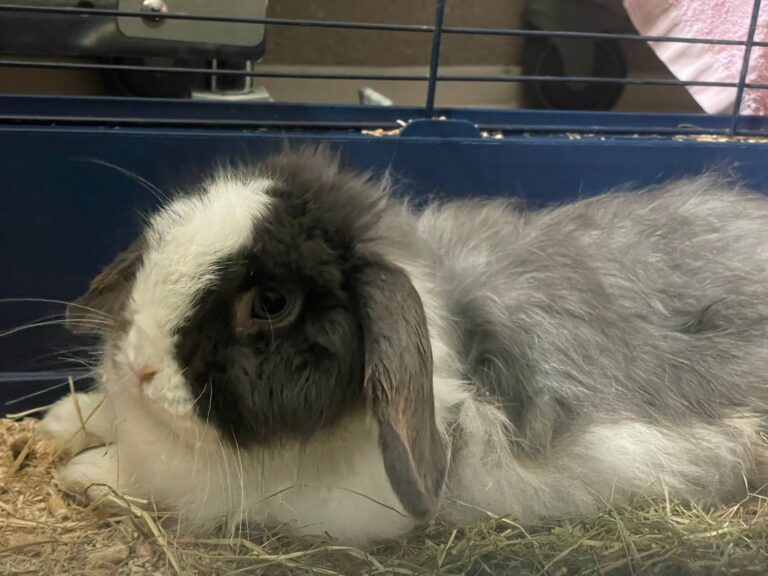Österreichischer Tierschutzverein-Notfellchen Projekt: Sunny braucht dringend dein Hilfe!