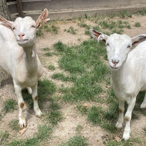 Tiervermittlung: Das herzige Zwillings-Duo-Hanni und Nanni