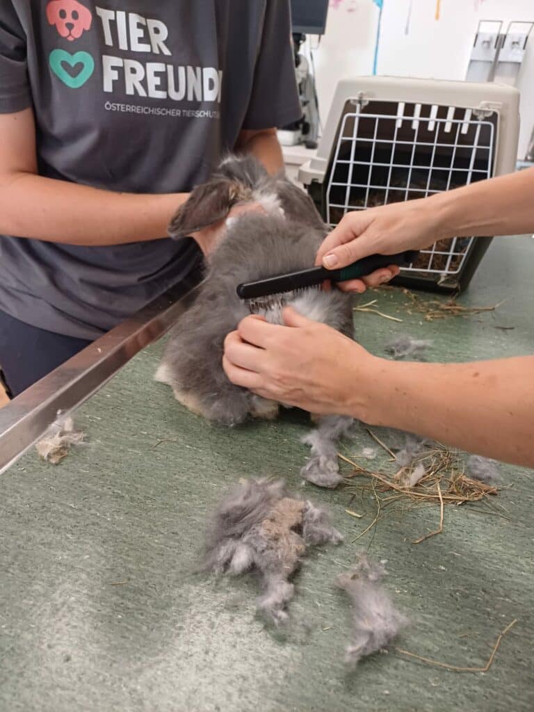 Österreichischer Tierschutzverein - Spendenprojekt: Kaninchen Sunny hat stark verfilztes Fell