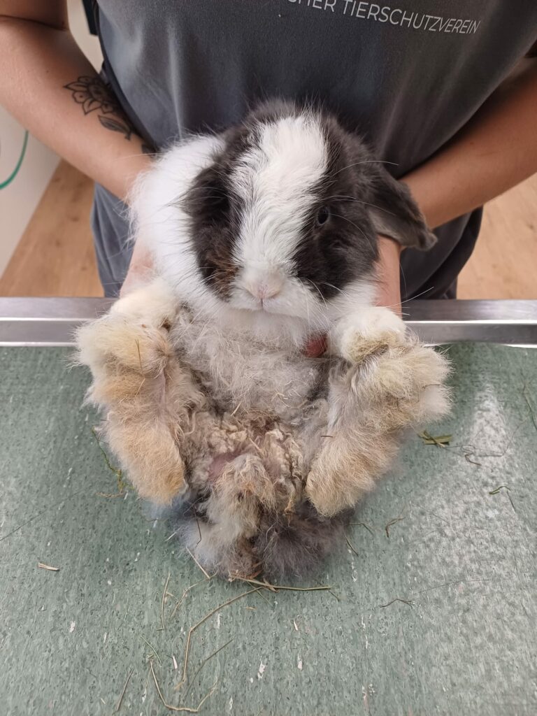 Österreichischer Tierschutzverein - Spendenprojekt: Kaninchen Sunny in schlechtem Zustand