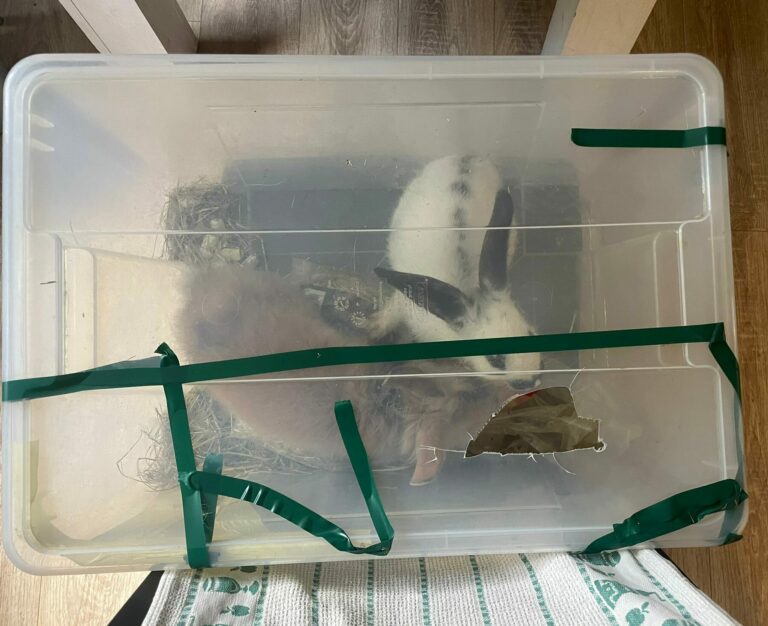 Österreichischer Tierschutzverein - Spendenprojekt: Kaninchen Bibi und Tina bei ihrer Ankunft