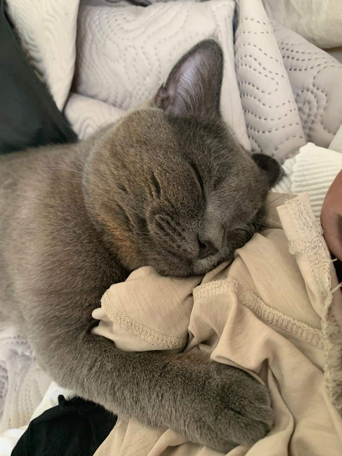 Österreichischer Tierschutzverein Österreichischer Tierschutzverein-Happy Ends: Merlin