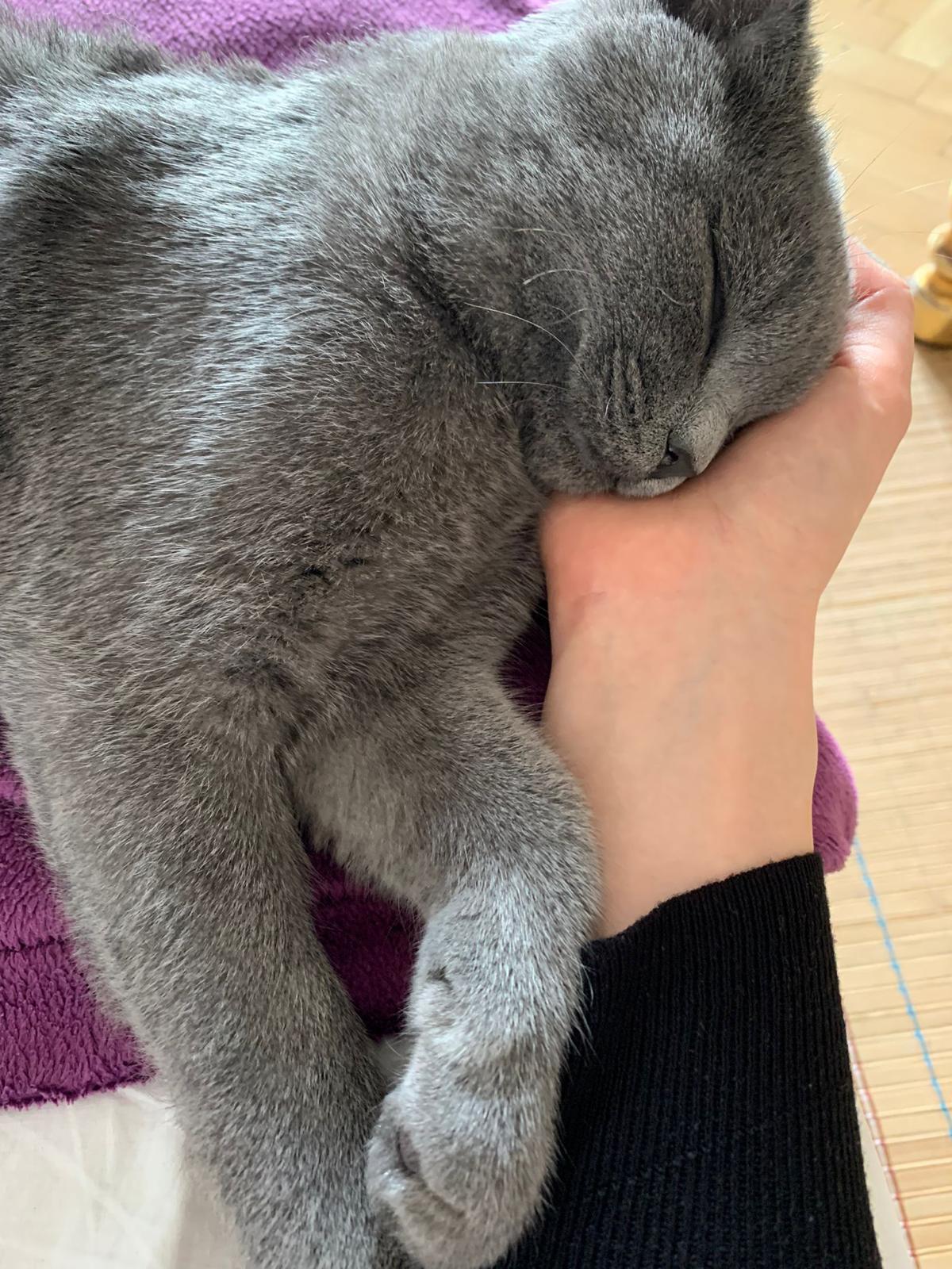 Österreichischer Tierschutzverein Österreichischer Tierschutzverein-Happy Ends: Merlin