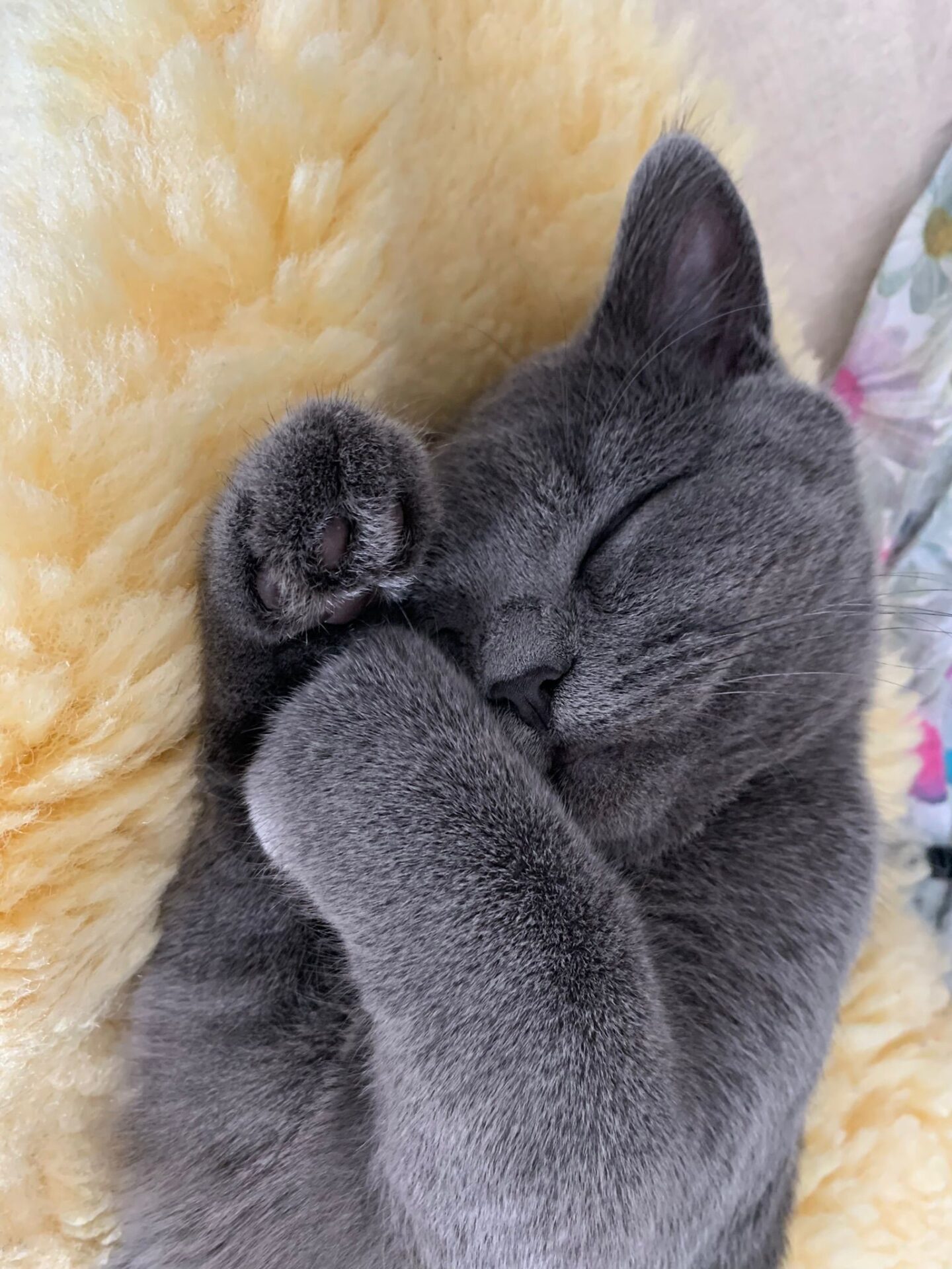 Österreichischer Tierschutzverein Österreichischer Tierschutzverein-Happy Ends: Merlin