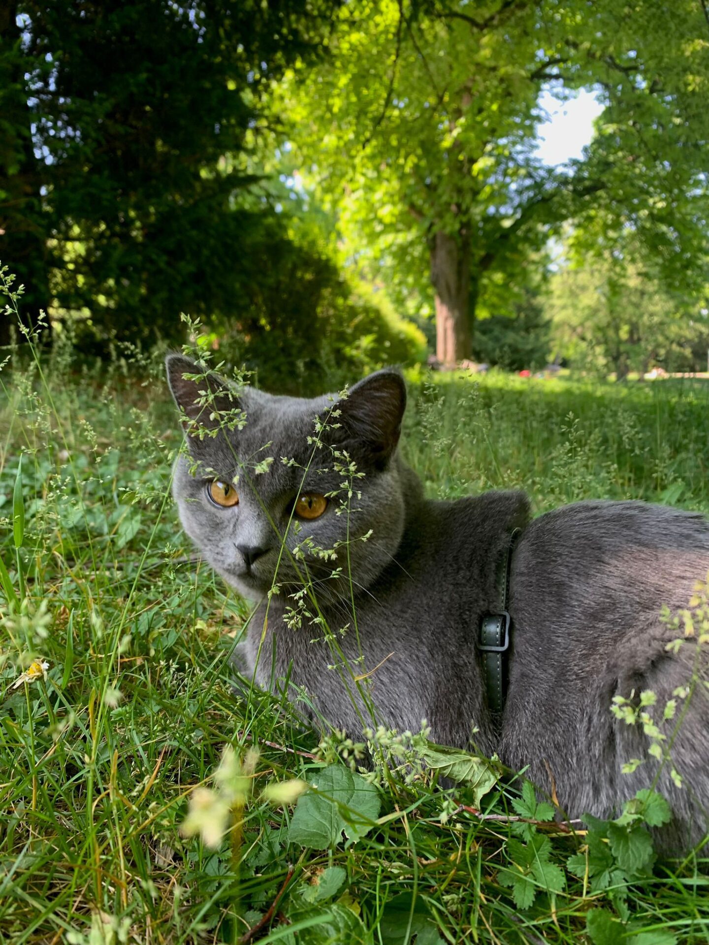 Österreichischer Tierschutzverein Österreichischer Tierschutzverein-Happy Ends: Merlin