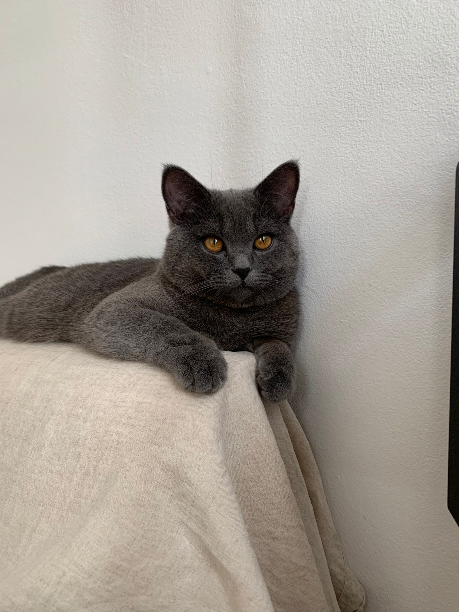 Österreichischer Tierschutzverein-Happy Ends: Merlin