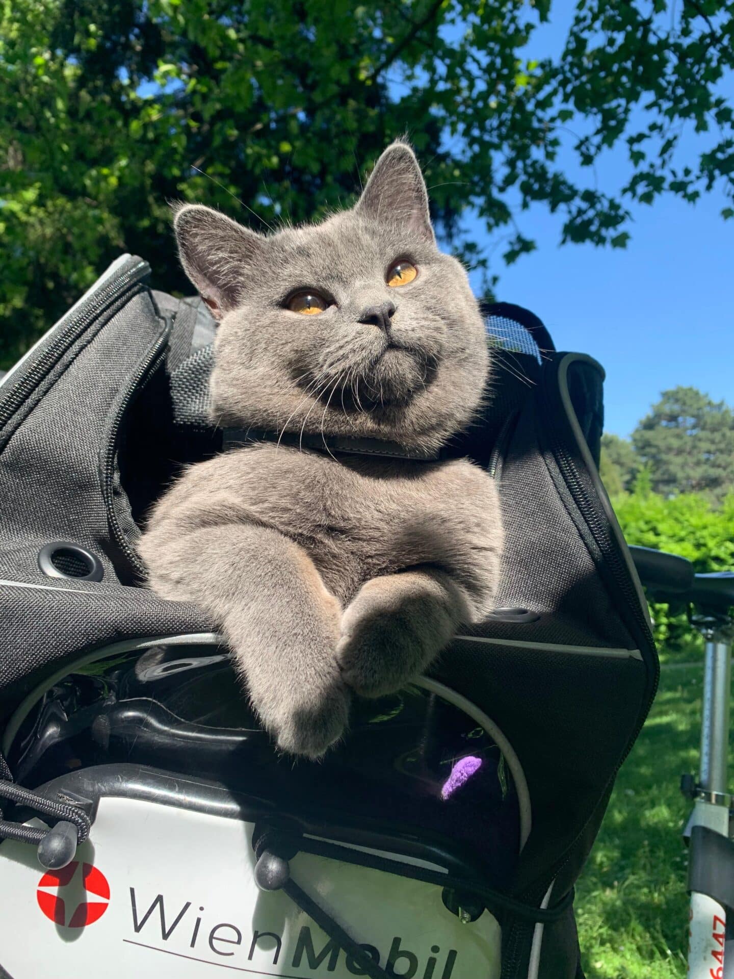 Österreichischer Tierschutzverein Österreichischer Tierschutzverein-Happy Ends: Merlin