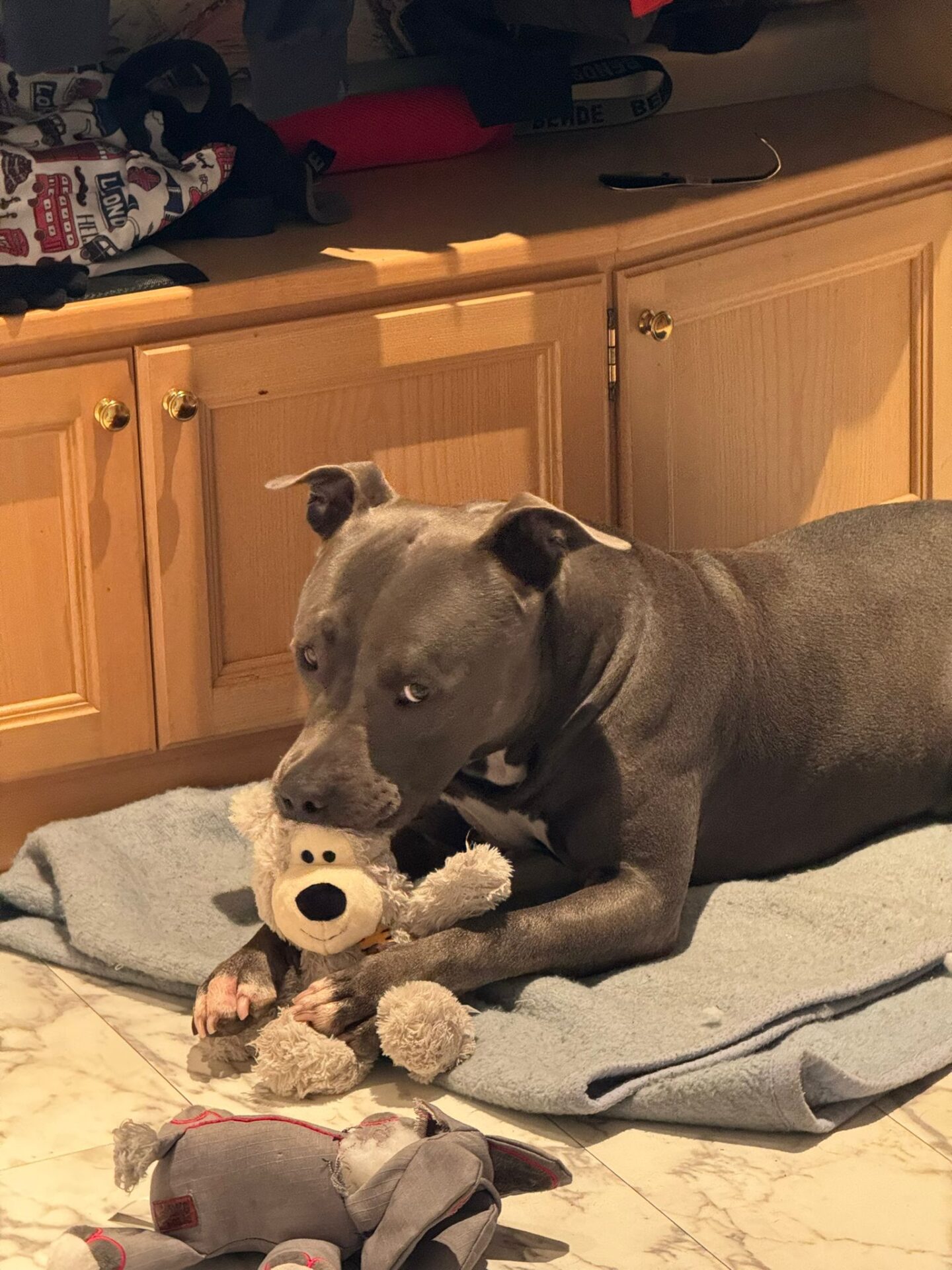 Österreichischer Tierschutzverein Österreichischer Tierschutzverein-Happy Ends: Tobi