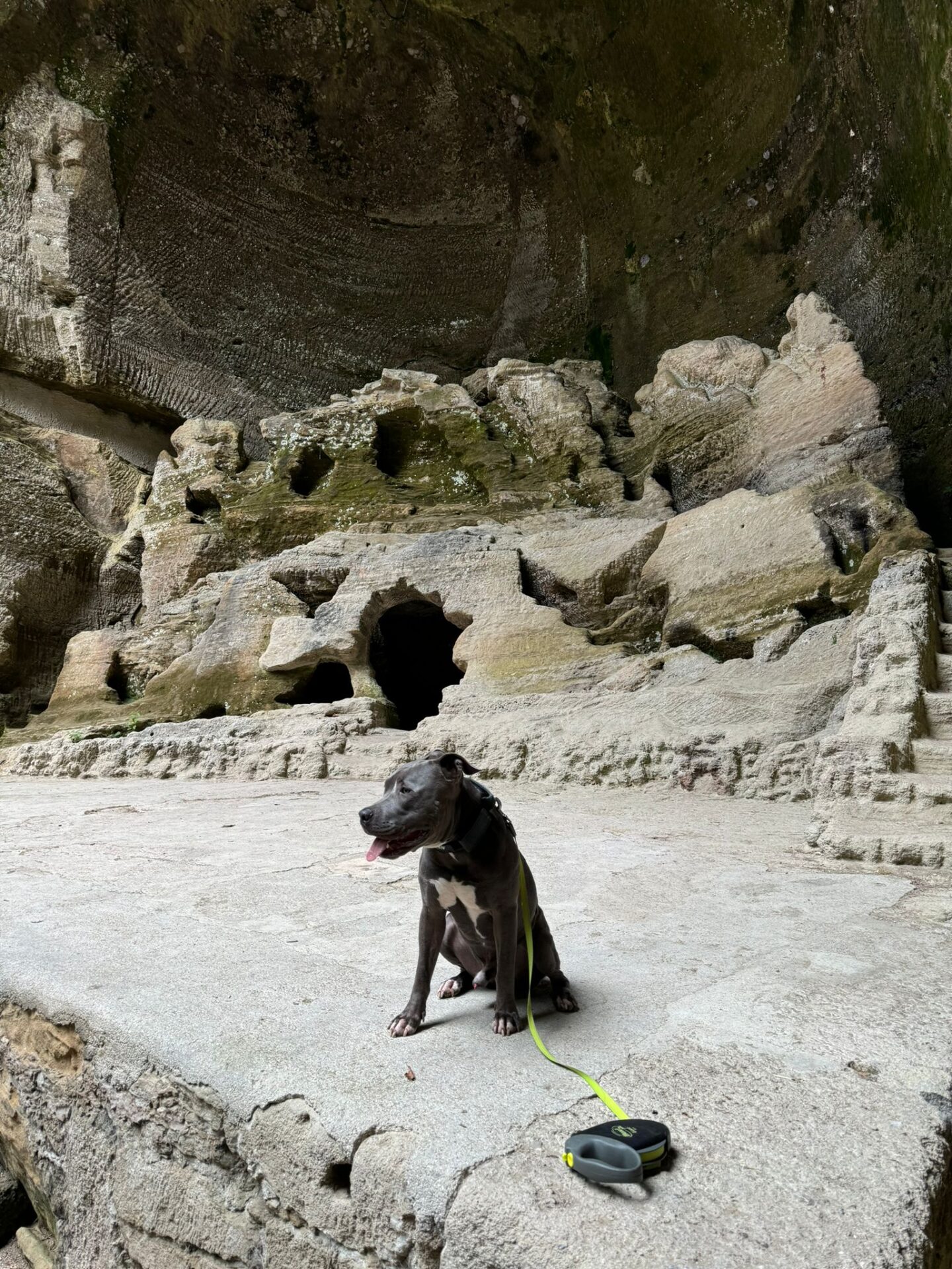 Österreichischer Tierschutzverein Österreichischer Tierschutzverein-Happy Ends: Tobi