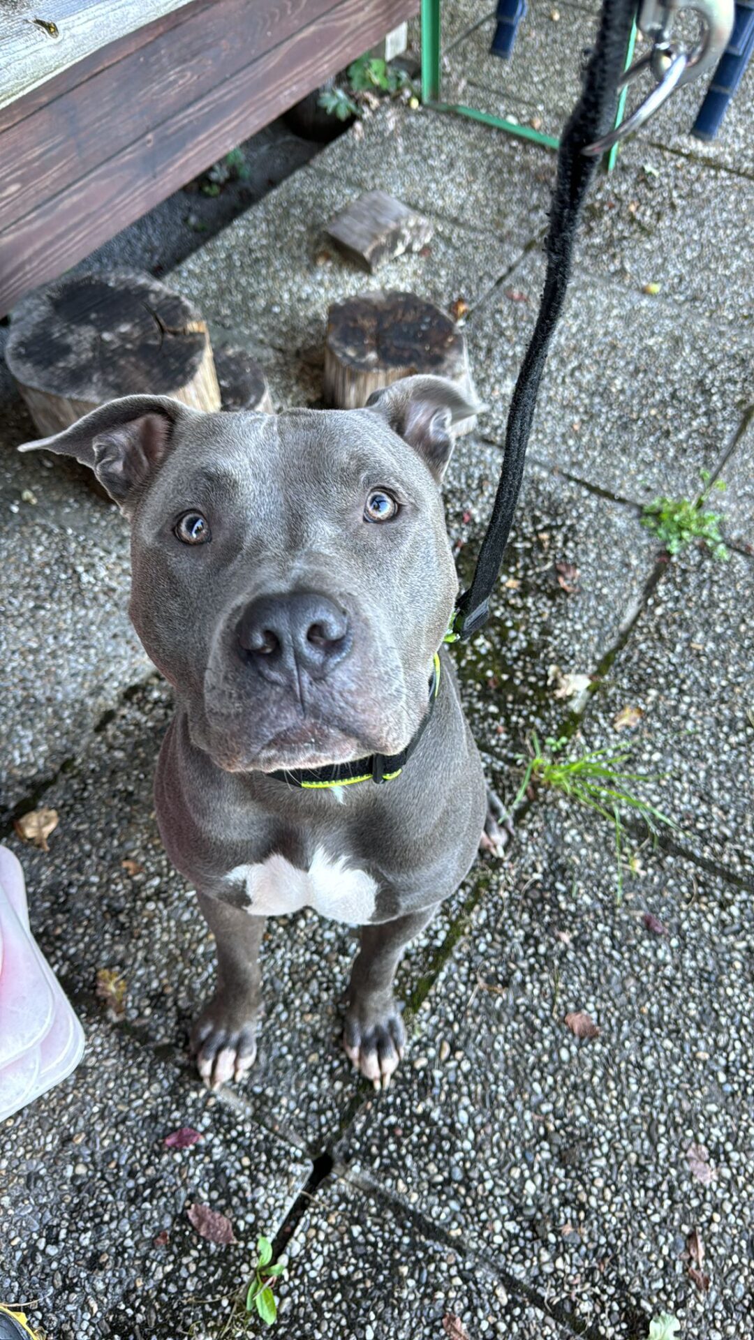 Österreichischer Tierschutzverein-Happy Ends: Tobi