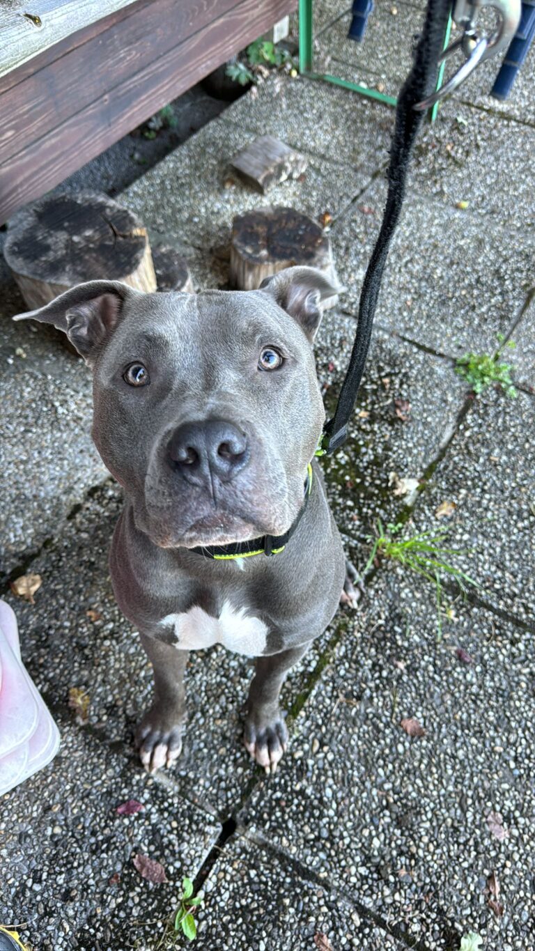 Österreichischer Tierschutzverein-Happy Ends: Tobi